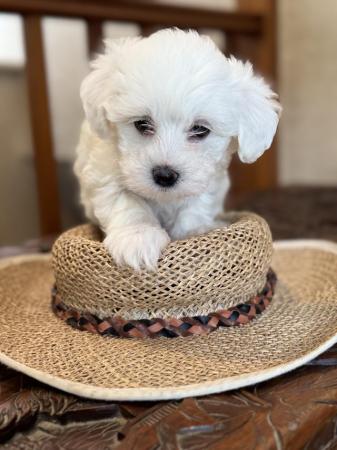 Image 5 of Pure breed small Maltese puppies