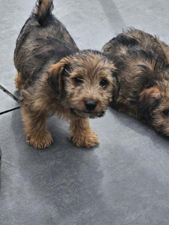 Image 10 of toy jackapoo puppies ready now