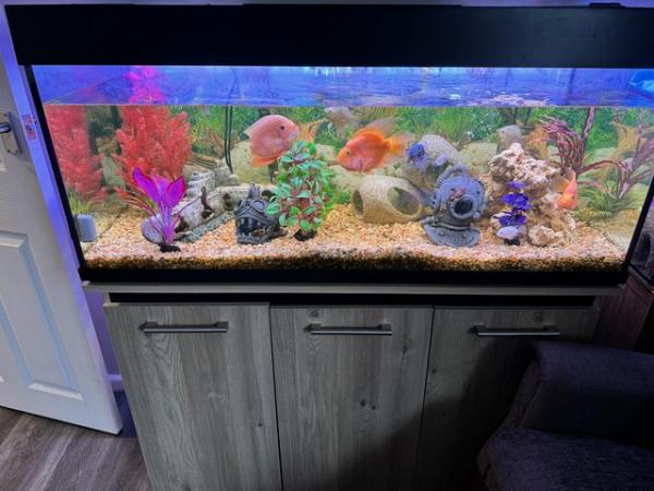 Image 5 of Full set up fish tank and stand and fish