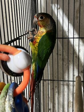 Image 2 of 2023 Male Yellow Sided Conure