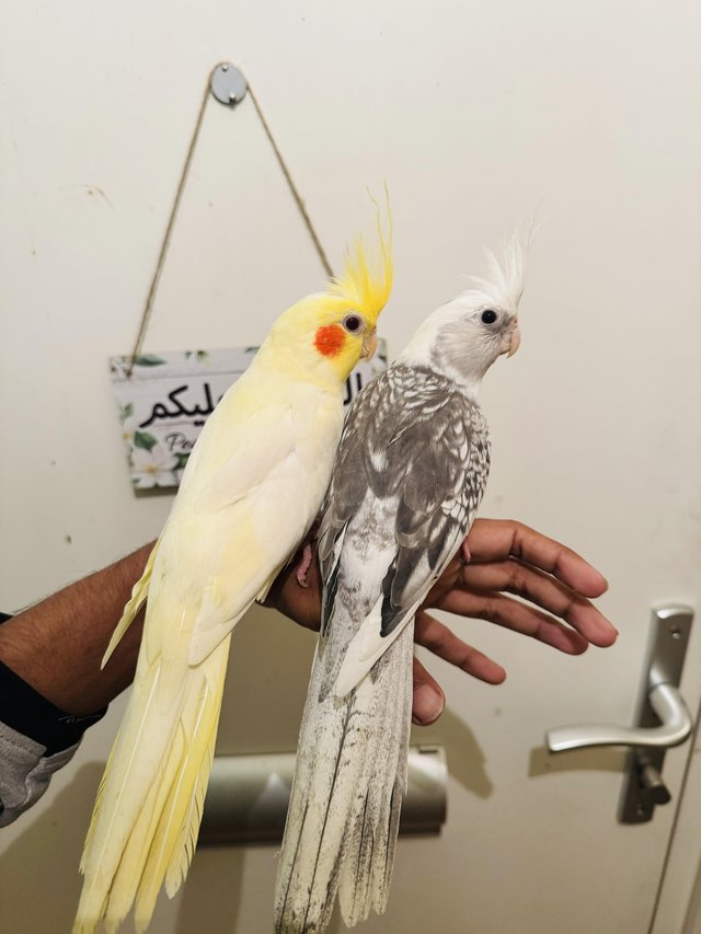 Preview of the first image of Hand Tamed/Untame Cockatiels for Sale.