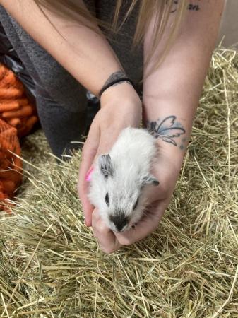 Image 4 of Lots of baby boy (boar) guinea pigs for sale