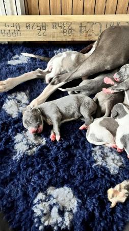 Image 2 of Stunning full pedigree KC registered blue whippet puppies