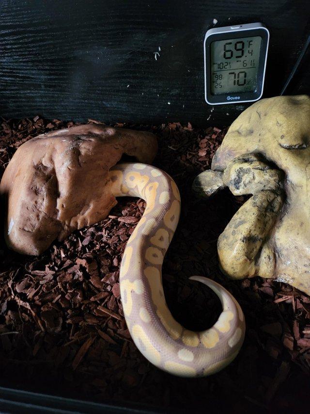 Preview of the first image of Bannana cinnamon pos ghost ball python.