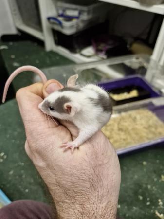 Image 4 of Beautiful young fancy rats
