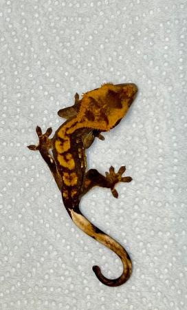 Image 3 of Crested gecko babies tri colour harlequin