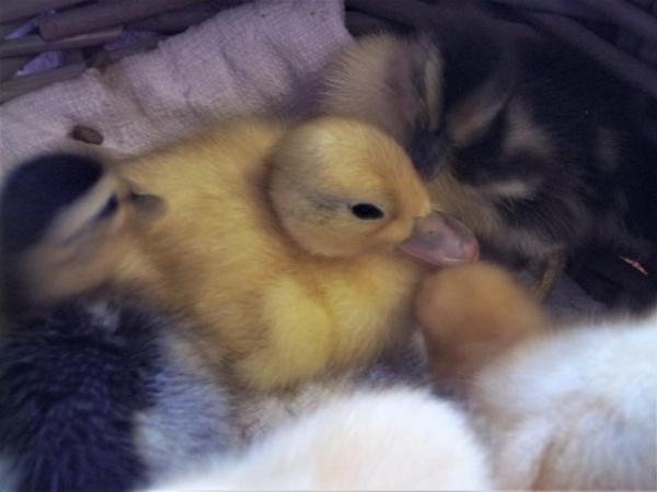 Image 12 of QUALITY CALL DUCK DUCKLINGS £12 EACH.15 AVAILABLE.