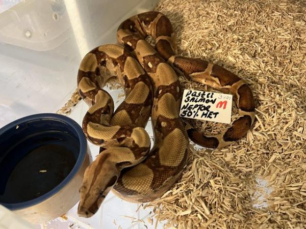 Image 5 of Various BOA morphs for rehoming
