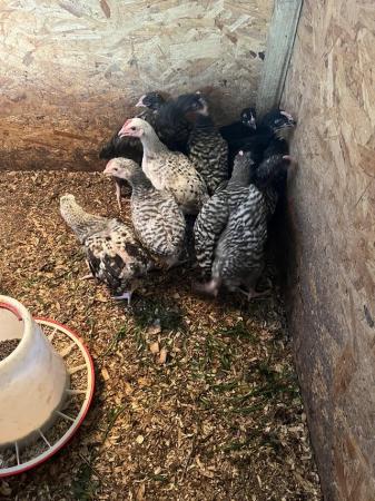 Image 1 of 6 week old mixed breed cockerels