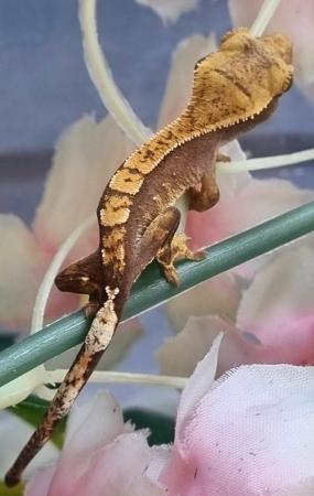 Image 50 of Beautiful baby Crested Geckos! Only 2 LEFT