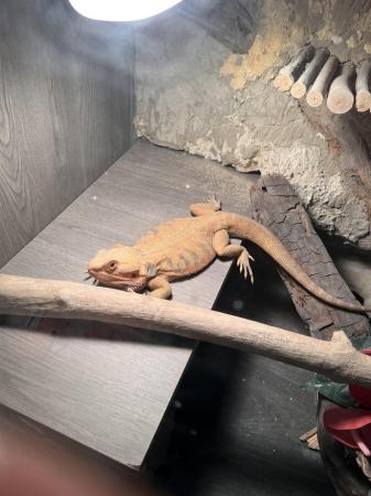 Image 3 of Male bearded dragon for sale!!!