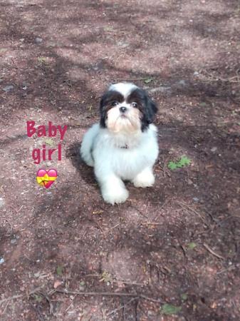 Image 2 of Shih Tzu girl fully vaccinated ready now