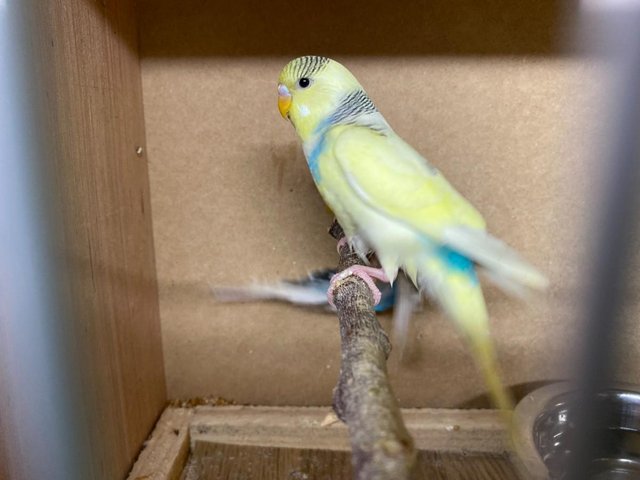 Preview of the first image of Quality baby budgies, 3-4 months old.