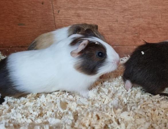 Image 3 of Baby boy guinea pigs for sale