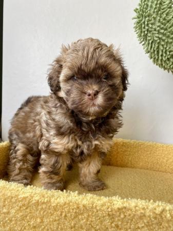 Image 5 of Beautiful shihpoo girl puppy ready now