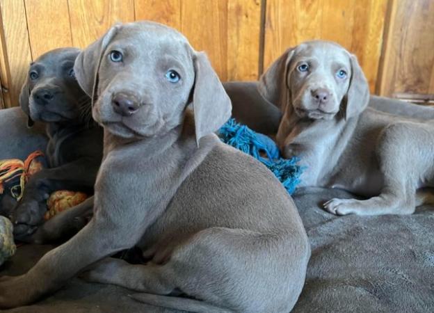 Image 6 of Special home needed Beautiful Blue Weimaraner Puppy