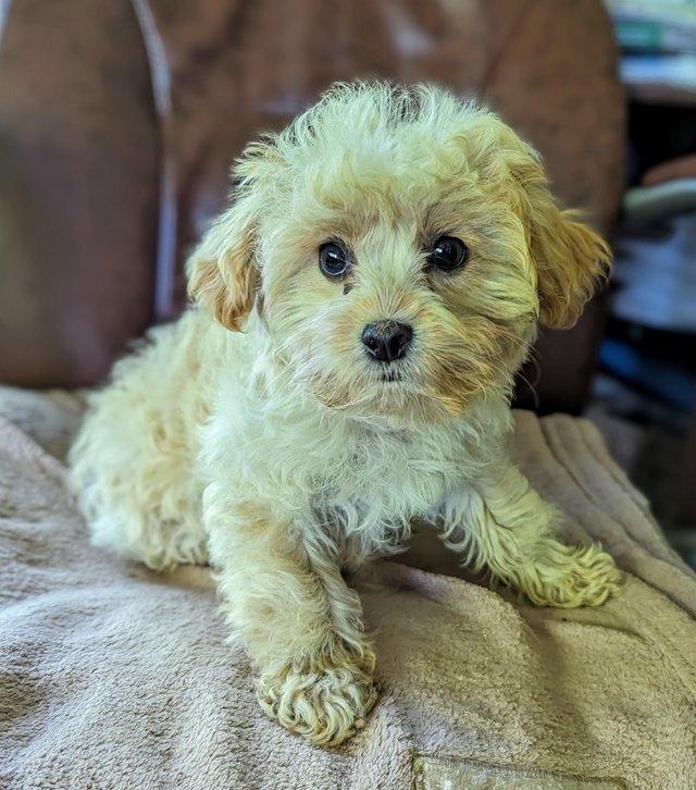 Preview of the first image of Tiny, Poodle x Biewer Terrier bitch puppy.