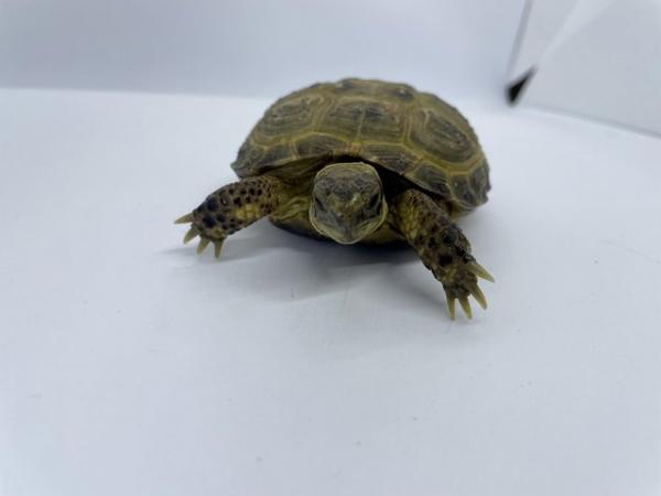 Image 2 of CB23 Horsefield/Russian Tortoises ready for new homes