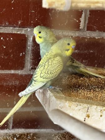 Image 3 of budgies in different colours and ages