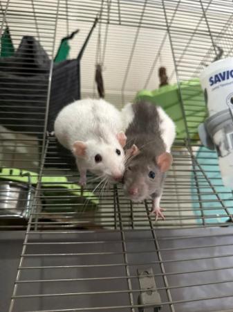 Image 3 of 2 Male Rats (10 months old)