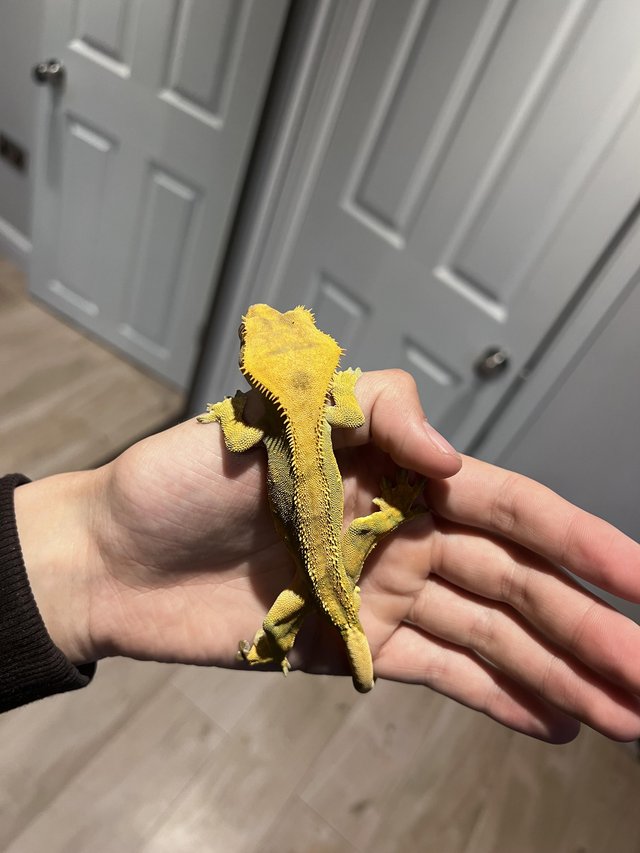 Preview of the first image of 3 year old crested gecko in need of a new home asap.