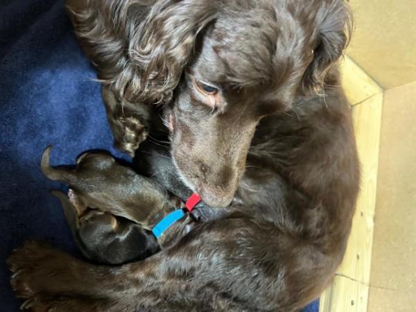 Image 10 of Cocker spaniel puppies for sale