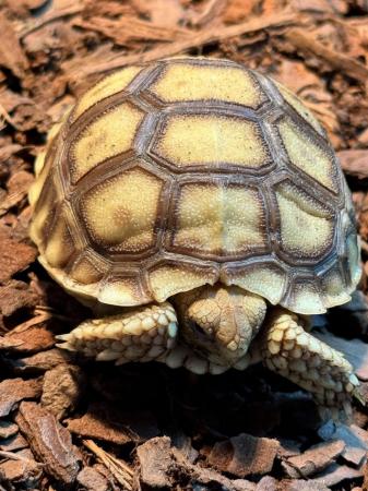 Image 5 of Sulcata Tortoise Het Ivory