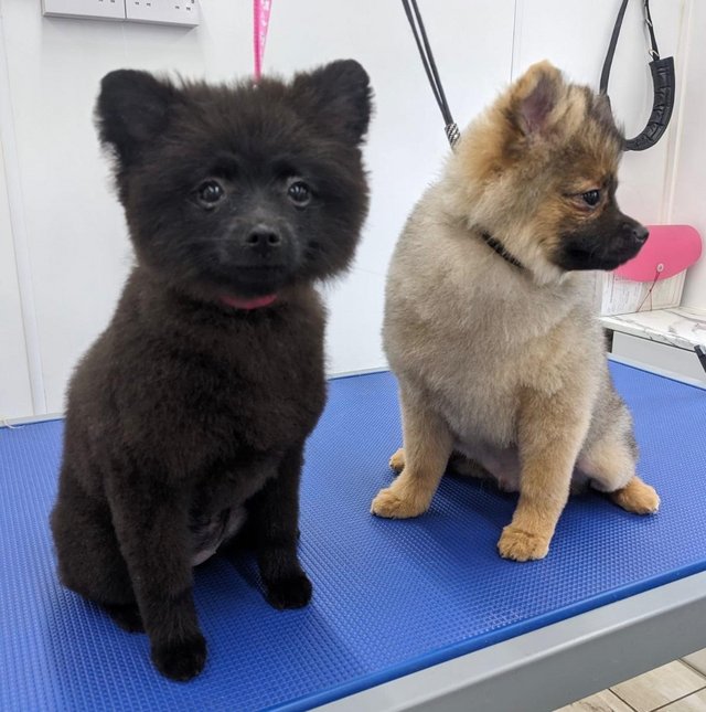 Preview of the first image of Beautiful Pomeranian Puppies KC registered.