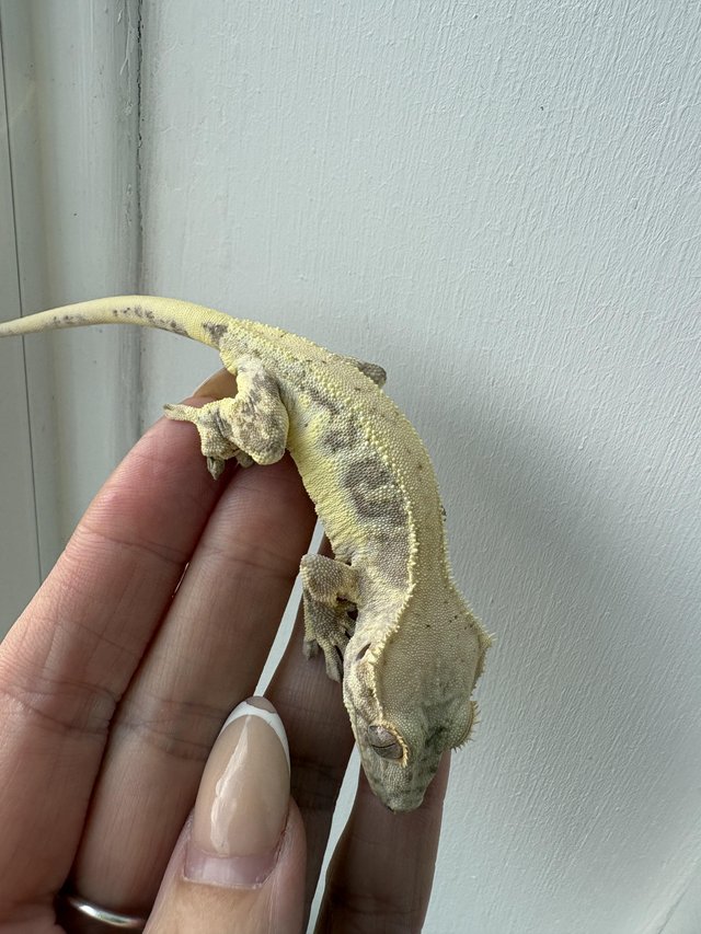 Red based Lily white crested gecko — photo 3 of 4