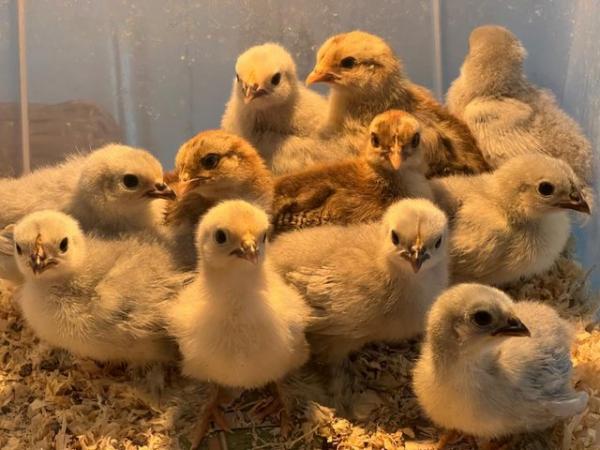 Image 1 of Chicks -10 Day old Lavender and Gold Partridge Pekin bantams