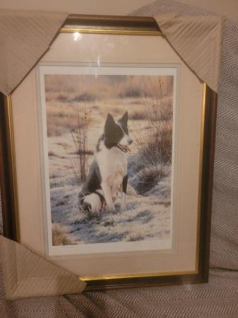 Image 7 of 11 Steven Townsend Limited Edition Prints - Border Collies
