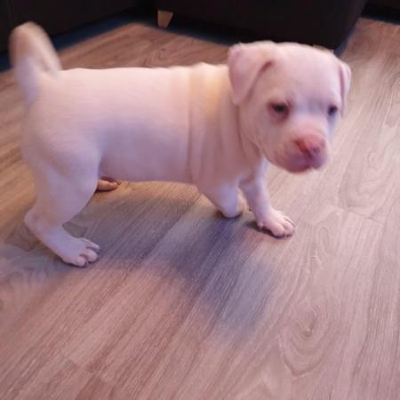 Image 14 of POCKET BULLY X STAFFY. Pups for sale