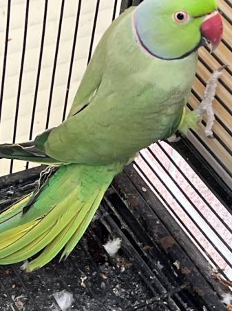 Image 1 of Indian ringneck babes parrots