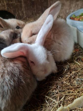 Image 5 of 8 week old french lop Rabbits.