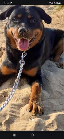 Image 1 of Rottweiler/Collie in need of a new home ??