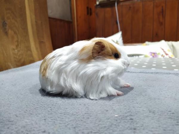Image 4 of Male long haired Silkie guinea pig baby for sale