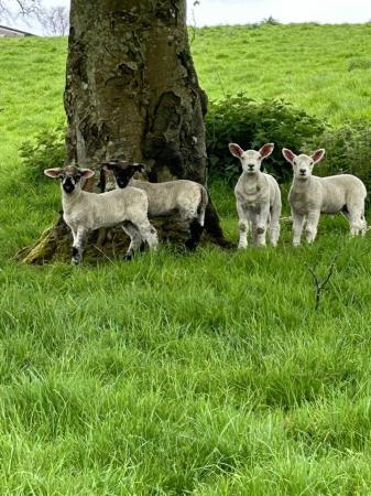 Image 2 of Ewes and lambs for sale