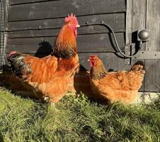 Hatching eggs, bantams and large fowl for sale in Colchester