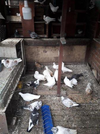 Image 4 of 2-6 months Tumbler pigeon for sale