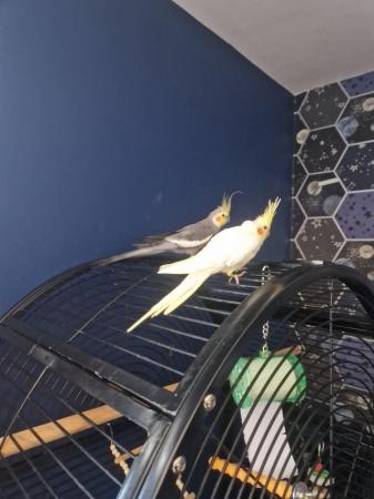 Image 5 of 2 bonded cockatiels male and female