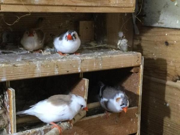 Image 11 of Mixed Finches For Sale Male  Female