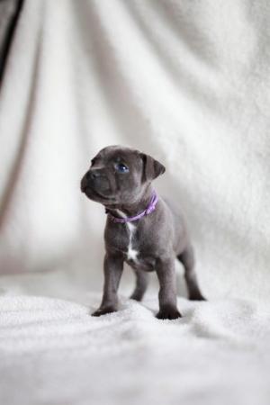 Image 28 of beautiful champion blue Staffordshire bull terrier puppies