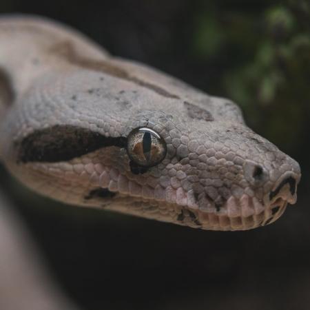 Image 7 of Boa constrictors male and female