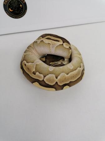Image 5 of Butter/lesser female ball python