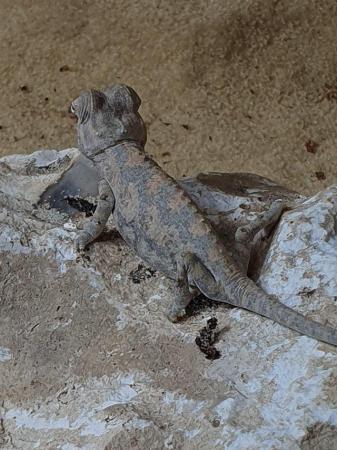 Image 4 of Namaqensis desert chameleons for sale
