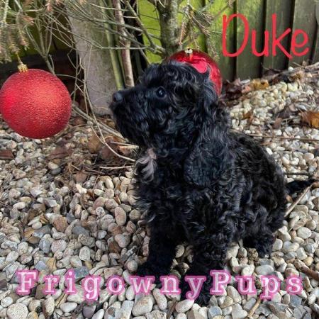 Image 6 of F1 Cockerpoo Puppies from Licensed Breeder