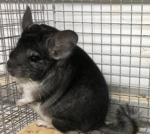 Image 4 of Chinchillas for sale in Staffordshire
