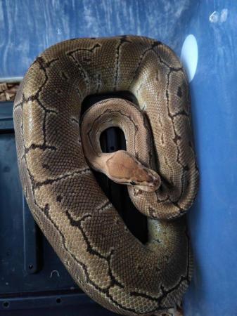 Image 2 of Royal pythons for sale due to downsizing