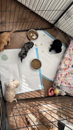 Image 4 of Stunning litter of Cockerpoo Puppies
