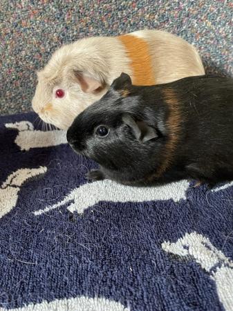 Image 3 of Female guinea pigs for sale